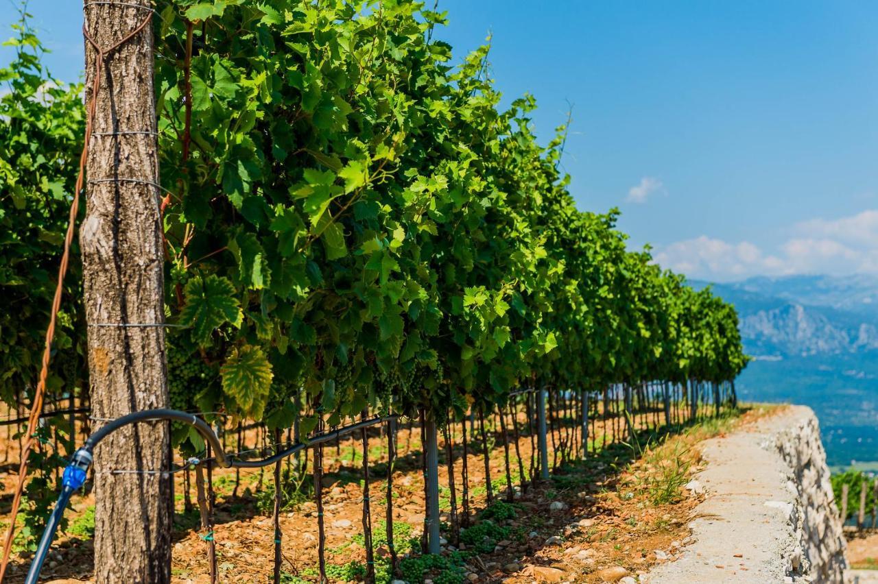 Eco Winery Lipovac Apartments Cetynia Zewnętrze zdjęcie